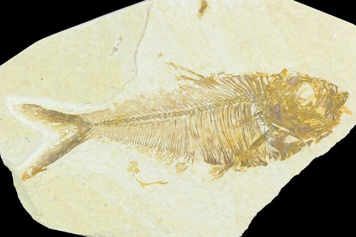 Fossil Fish (Diplomystus) - Green River Formation #126195